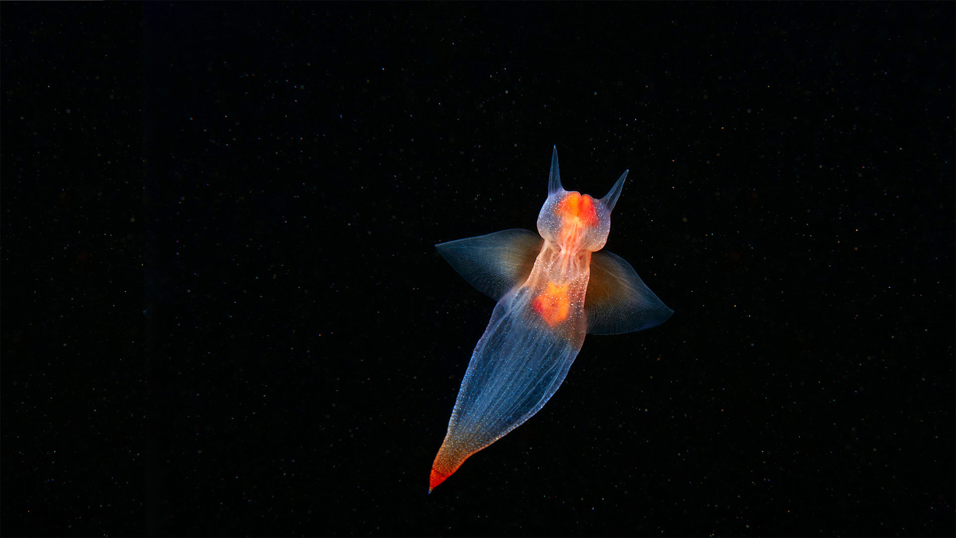 测试文章优化流程详解